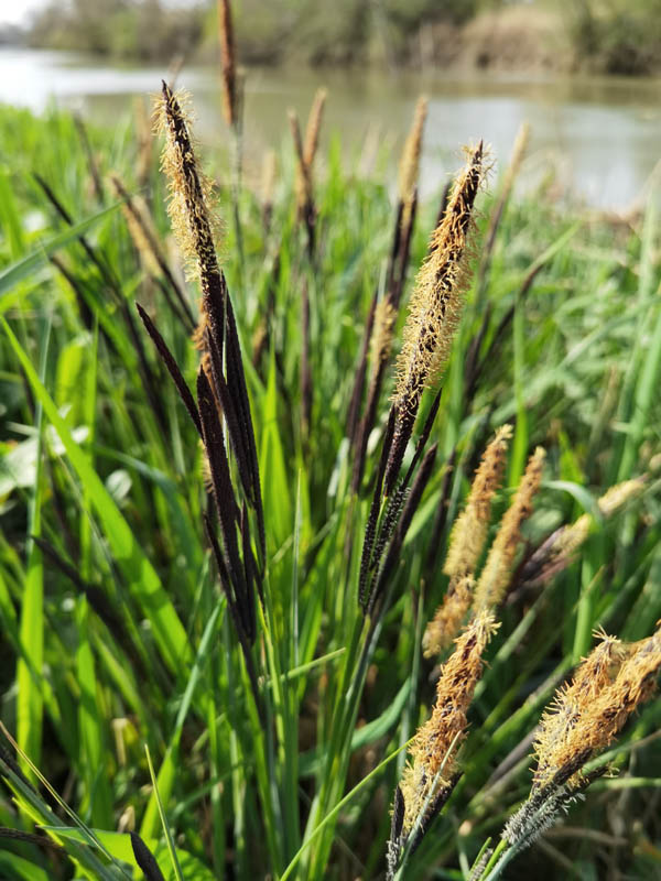 Carex acutiformis